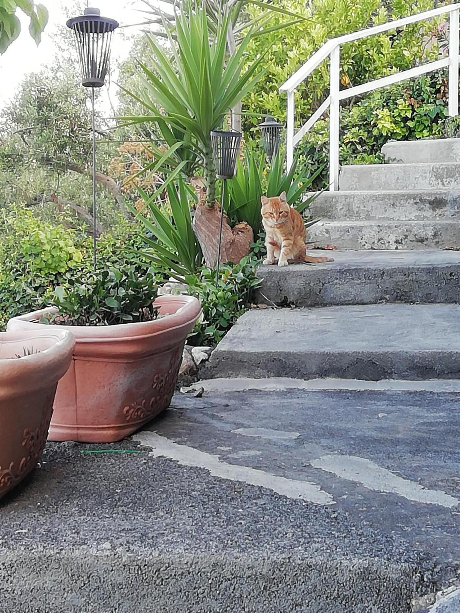 טאורמינה Villa Johnny And Mary'S House Breathtaking View חדר תמונה